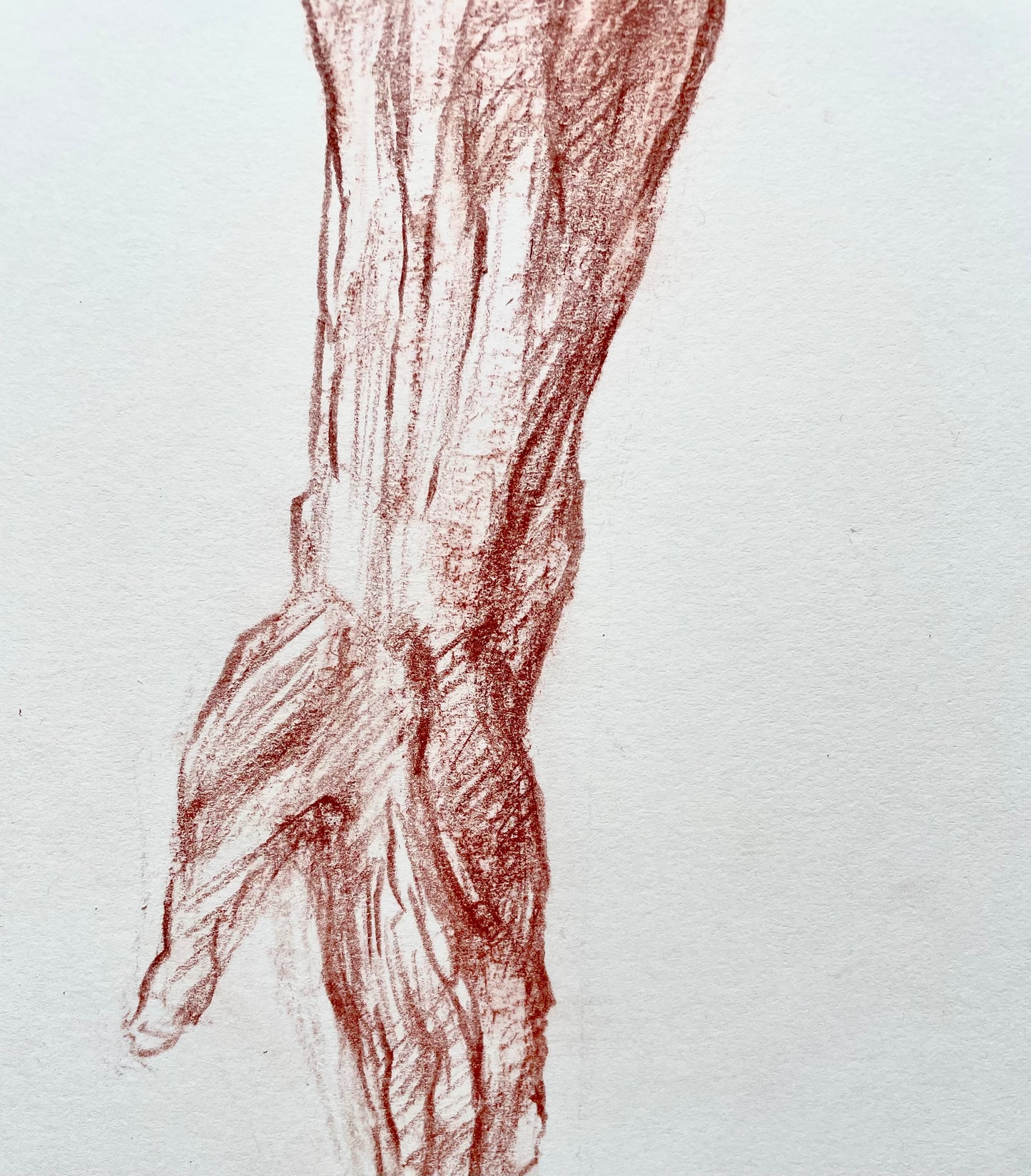 Anatomical image of the hand